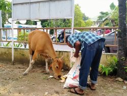 Sanksi Ternak Liar Dianggap Ringan, Sapi Rp 1 Juta, Kambing Rp 500 Ribu￼