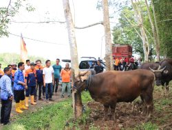 Bulukumba Jadi Pemasok Ternak Sapi, Wabup Lepas 46 Sapi Kurban ke Kalimantan