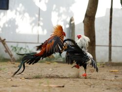 Polisi Bakar Dua Lokasi Sabung Ayam di Bontotiro