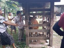 Waspada, 236 Ternak Terjangkit Virus PMK di Kabupaten Bulukumba