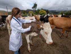 Dugaan Pungli Vaksin PMK di Bulukumba, Kadis: Kita akan Kroscek