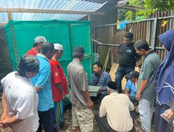 Peningkatan Produksi Ayam Petelur melalui Budidaya Maggot Black Soldier Fly