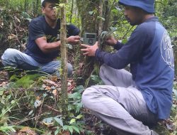 Menelusuri Jejak Anoa di Sinjai, Tim Pasang Puluhan Kamera Trap di Kawasan Tahura