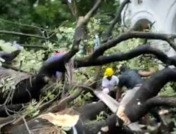 Pohon Tumbang di PN Makassar, Dua Buruh Bangunan Jadi Korban