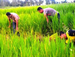 Jaldis ke Jogja Habiskan Anggaran, Belajar Pertanian Bisa di Desa Salassae