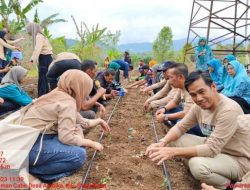 Sekda Sinjai Lakukan Tanam Perdana Cabai Keriting di Desa Arabika