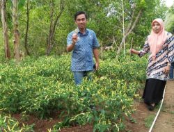 Peran Penyuluh Kunci Keberhasilan Petani Membudidayakan Tanaman Cabai