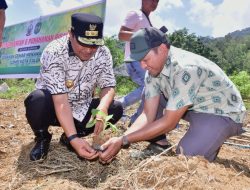 Pemkot Palopo Siapkan 48 Hektar Lahan untuk Budidaya Pisang Cavendish