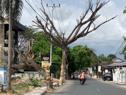 Pohon Mati Ancam Keselamatan Pengguna Jalan