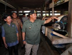 Pj Gubernur Sulsel Serius Tingkatkan Produksi Ternak, Inseminasi Buatan Juga Dilakukan di Sidrap dan Barru