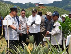 Tanam Sekaligus Panen Nanas di Barru, Pj Gubernur Sulsel Dorong Produksi Hingga 1.000 Hektare
