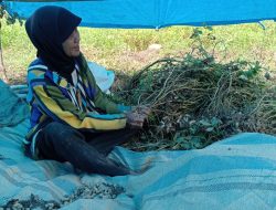 Panen Kacang Tanah Melimpah, Upaya Nyata Adaptasi Perubahan Iklim oleh Petani Bontonyeleng