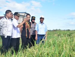 Hari Libur pun Mentan Andi Amran Tetap Kerja dan Tinjau Areal Tanaman Padi di Sulsel