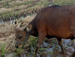 Jelang Idul Adha Berkah Bagi Peternak Sapi