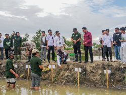 Aksi Tanam Mangrove hingga Bersih-bersih Pantai, Cara Pemkab Bulukumba Peringati Hari Lingkungan Hidup Sedunia