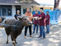 Peringati Hari Raya Idul Adha 1445H, PLN Bagikan 1.020 Kg Daging Kurban dan Khitan 50 Anak Yatim