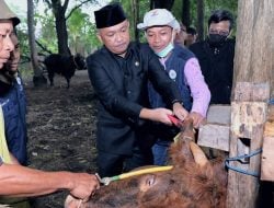 Berkat Asuransi Peternakan Pedagang Sapi di Bantaeng Untung Banyak