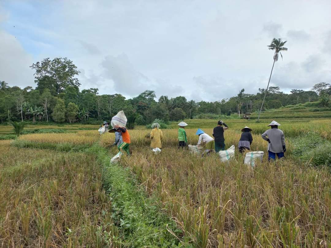 Area persawahan di Kabupaten Bulukumba. (FITRIANI SALWAR/RADAR SELATAN)