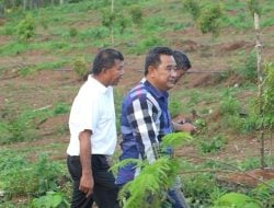 Kebun Percontohan Andi Utta Jadi Lokasi Studi Karya Pejabat Pemprov Sulbar