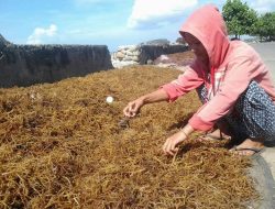 Dorong Penguatan Kelembagaan Kelompok Pembudidaya