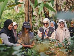 Chiki Fawzi Bahagia Bisa Ikut Panen Kopi di Dusun Tabuakkang Desa  Kahayya Bulukumba