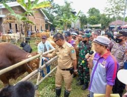 Dalam Tiga Tahun Program Kampung Sapi Andi Utta-Edy Manaf Hasilkan 10 Ribu Sapi Potong