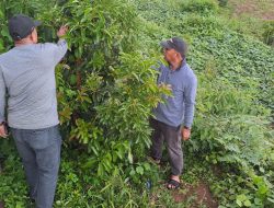 Jelang Debat Perdana, Cabup 02 Andi Utta Bersantai di Kebunnya dan Ajari Warga Berkebun