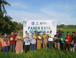 Panen Raya Buah Semangka Desa Barombong, Baznas Bulukumba Dorong Kemandirian Ekonomi Petani