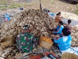 Produksi Jagung Capai 151.486 Ton