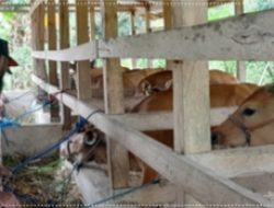 Dinas Pertanian dan Peternakan  Serahkan Bantuan Sapi Kepada Warga Seppang