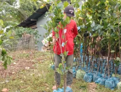 Alokasikan Anggaran Desa, Pemdes Kahayya Rencana Salurkan Bantuan Bibit Nangka dan Pupuk Cair