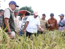 Petani di Bontoraja Panen Raya Padi Salibu, Sekali Tanam Dua Kali Panen