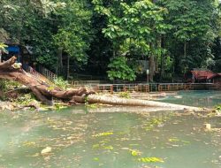 Permandian Ermes Ditutup Sementara, Dampak Pohon Tumbang