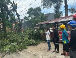 Dua Legislator Bulukumba Pantau Pemangkasan Pohon Dalam Kota 